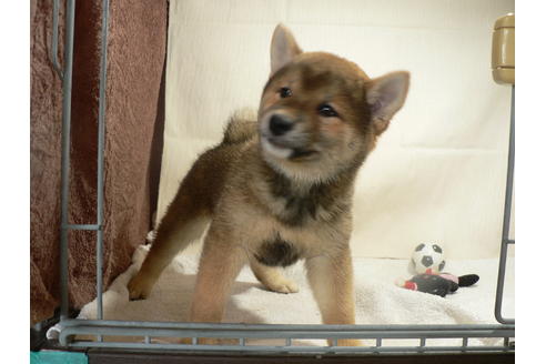 成約済の愛知県の柴犬-31719の3枚目