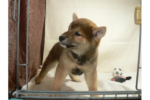 成約済の愛知県の柴犬-31719の2枚目