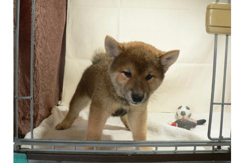 成約済の愛知県の柴犬-31719の1枚目