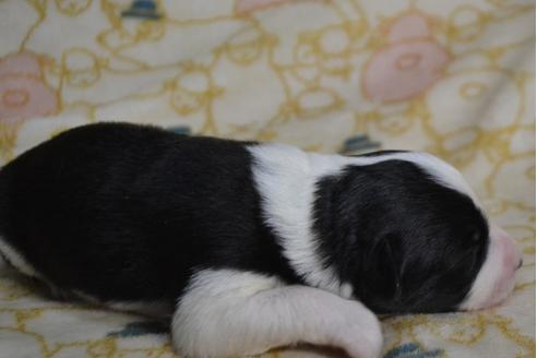 成約済の三重県のボーダーコリー-33126の3枚目