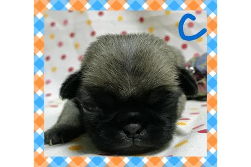 成約済の三重県のパグ-33160の1枚目
