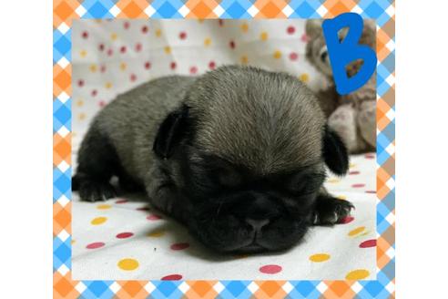 成約済の三重県のパグ-33161の1枚目