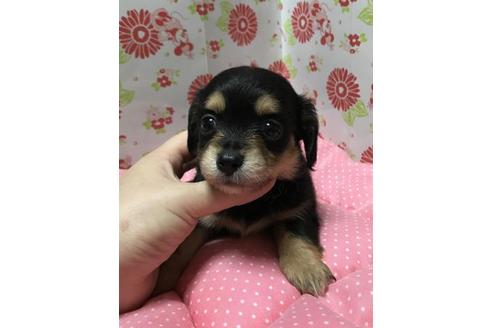 成約済の愛知県のチワックス:チワワ×ミニチュアダックスフンド-33165の4枚目