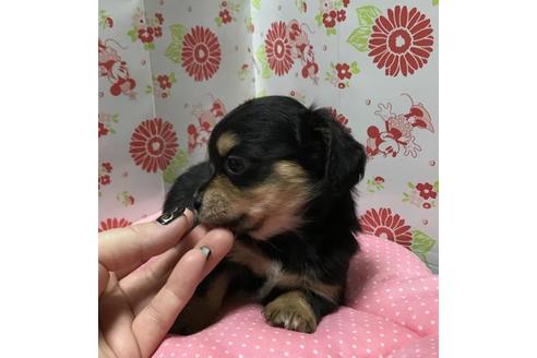 成約済の愛知県のチワックス:チワワ×ミニチュアダックスフンド-33165の1枚目