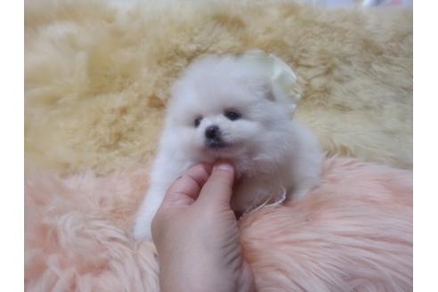 成約済の愛知県のポメラニアン-33175の1枚目