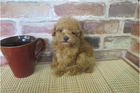 成約済の大阪府のトイプードル-33181の2枚目