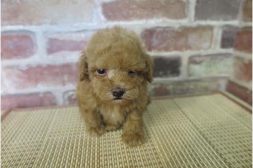 成約済の大阪府のトイプードル-33181の3枚目