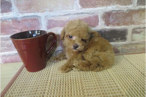 成約済の大阪府のトイプードル-33181の4枚目