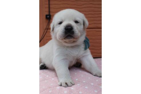 成約済の茨城県のラブラドールレトリーバー-33184の1枚目