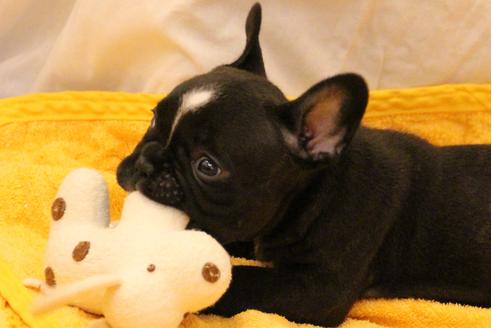 成約済の愛知県のフレンチブルドッグ-31687の5枚目