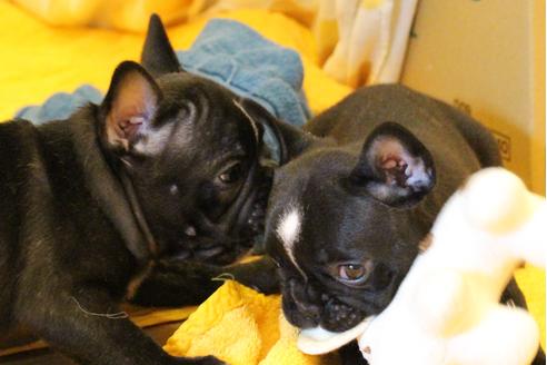 成約済の愛知県のフレンチブルドッグ-31687の4枚目