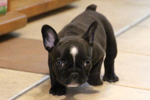 成約済の愛知県のフレンチブルドッグ-31687の3枚目
