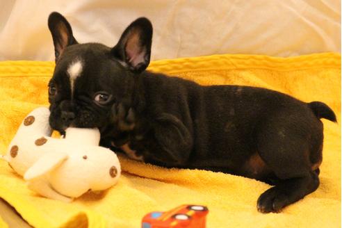 成約済の愛知県のフレンチブルドッグ-31687の2枚目