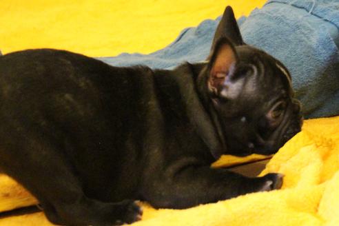 成約済の愛知県のフレンチブルドッグ-31686の4枚目