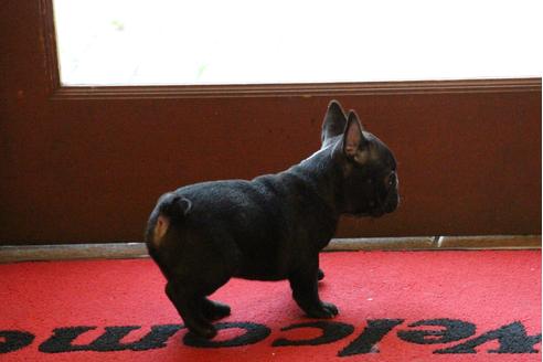 成約済の愛知県のフレンチブルドッグ-31686の3枚目