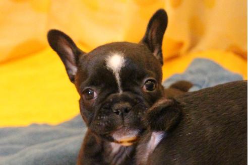 成約済の愛知県のフレンチブルドッグ-31687の1枚目