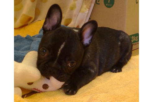 成約済の愛知県のフレンチブルドッグ-31686の2枚目