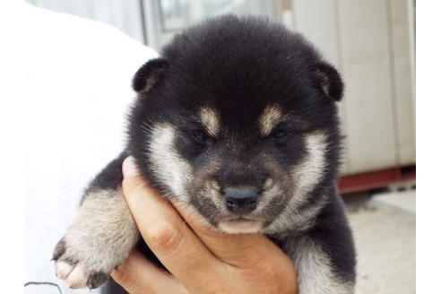 成約済の埼玉県の柴犬-33234の3枚目