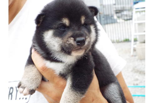 成約済の埼玉県の柴犬-33234の2枚目