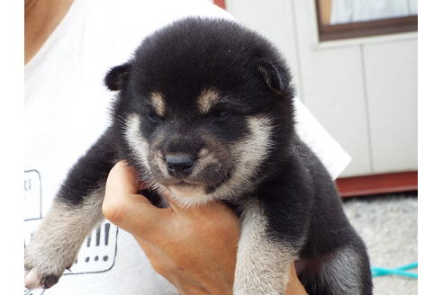 成約済の埼玉県の柴犬-33234の1枚目