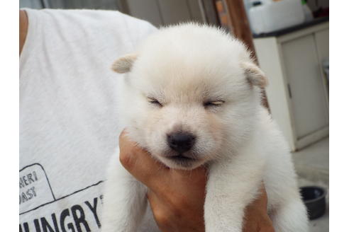 成約済の埼玉県の柴犬-33235の3枚目