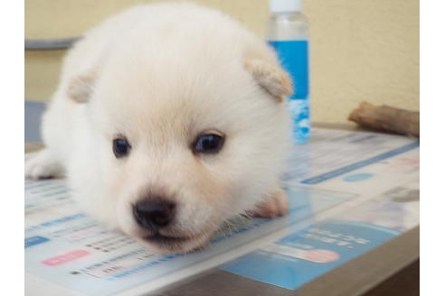 成約済の埼玉県の柴犬-33235の2枚目
