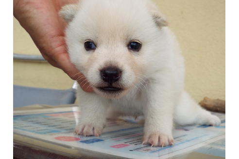 成約済の埼玉県の柴犬-33235の1枚目