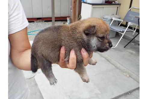 成約済の埼玉県の柴犬-33236の3枚目