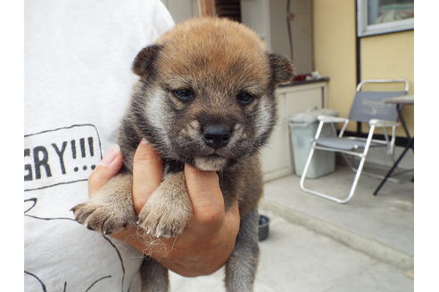 成約済の埼玉県の柴犬-33236の2枚目