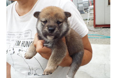 成約済の埼玉県の柴犬-33236の1枚目
