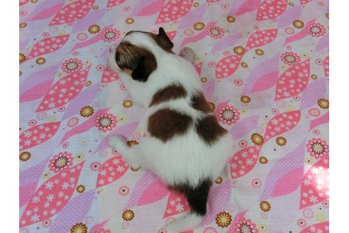 成約済の千葉県のパピヨン-33253の1枚目