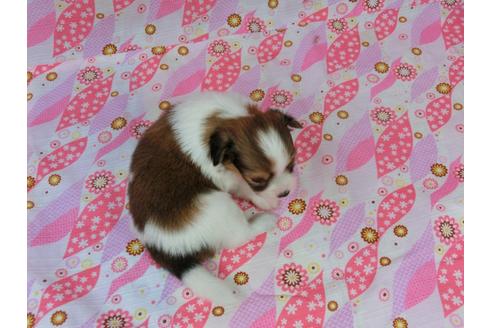 成約済の千葉県のパピヨン-33261の1枚目