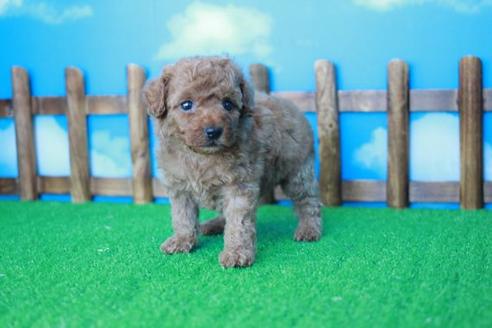 成約済の滋賀県のトイプードル-33274の2枚目