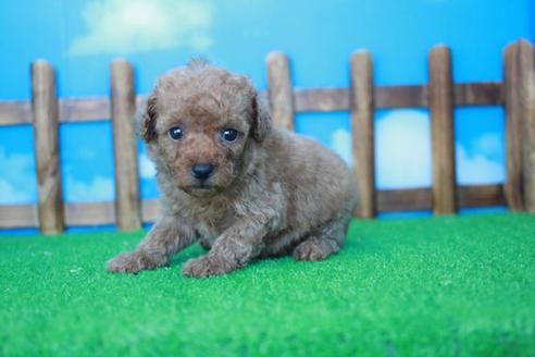 成約済の滋賀県のトイプードル-33275の2枚目