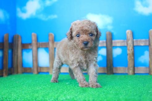 成約済の滋賀県のトイプードル-33275の1枚目