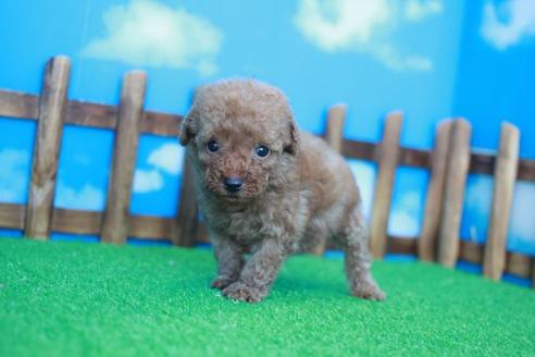 成約済の滋賀県のトイプードル-33276の2枚目