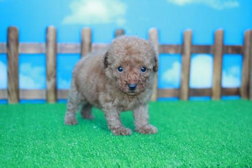 成約済の滋賀県のトイプードル-33276の1枚目