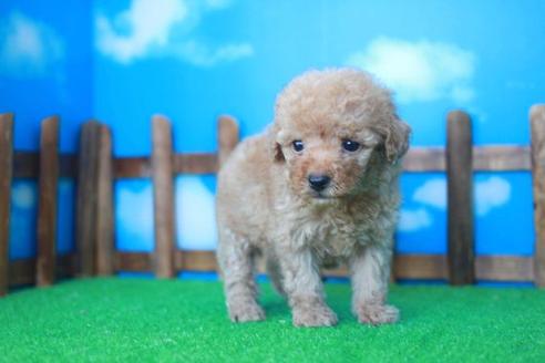 成約済の滋賀県のトイプードル-33277の2枚目