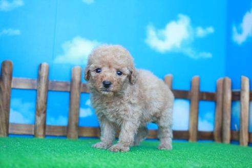 成約済の滋賀県のトイプードル-33277の1枚目