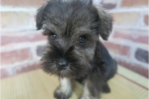 成約済の大阪府のミニチュアシュナウザー-32827の1枚目