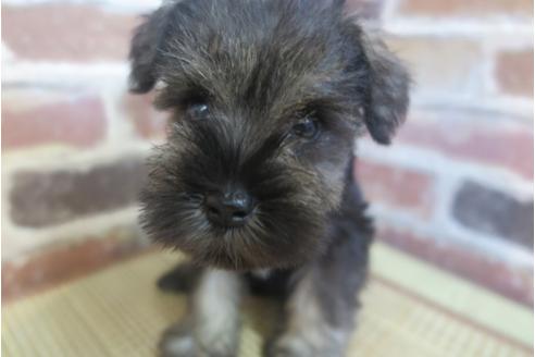 成約済の大阪府のミニチュアシュナウザー-32827の3枚目