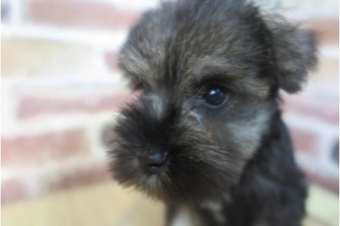 成約済の大阪府のミニチュアシュナウザー-32827の4枚目