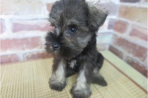 成約済の大阪府のミニチュアシュナウザー-32827の5枚目