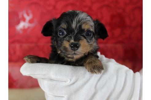 成約済の千葉県のミックス犬-33280の2枚目