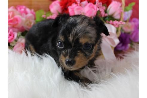成約済の千葉県のミックス犬-33280の3枚目