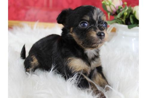 成約済の千葉県のミックス犬-33280の4枚目