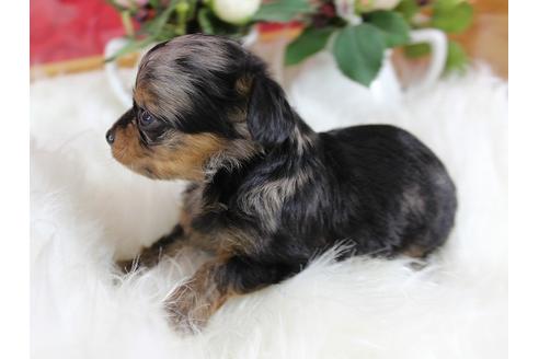 成約済の千葉県のミックス犬-33280の5枚目