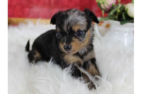 成約済の千葉県のミックス犬-33280の1枚目