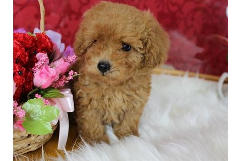 成約済の千葉県のトイプードル-33286の3枚目