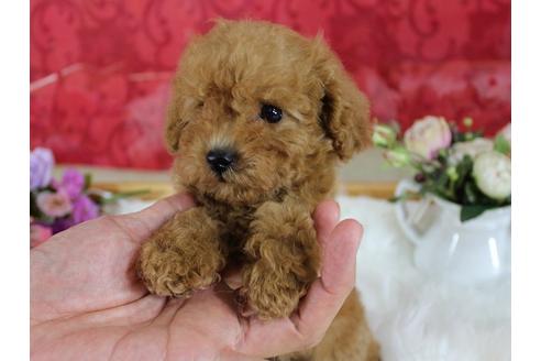 成約済の千葉県のトイプードル-33286の5枚目